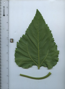 leafbottom