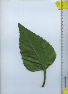 leafbottom