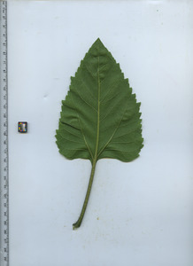 leafbottom
