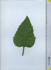 leafbottom