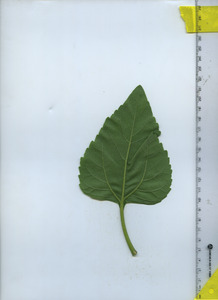 leafbottom