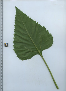 leafbottom