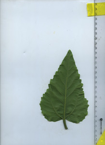 leafbottom