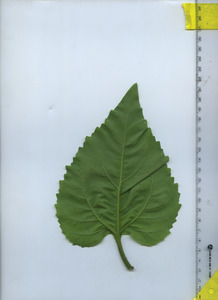 leafbottom