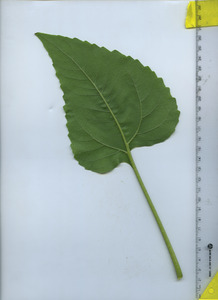 leafbottom