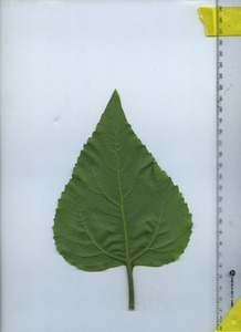 leafbottom