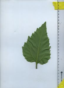 leafbottom