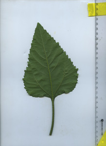 leafbottom