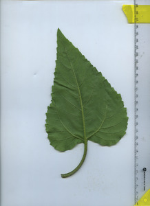leafbottom