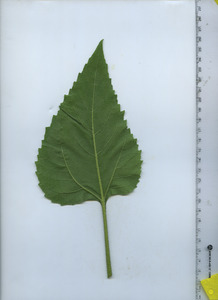 leafbottom