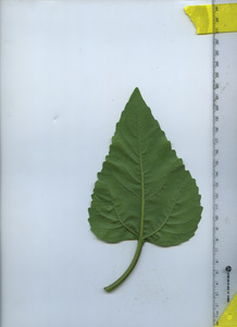 leafbottom