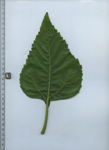 leafbottom
