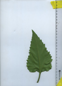 leafbottom