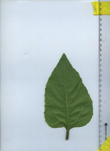 leafbottom