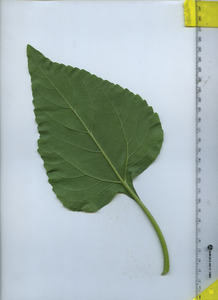 leafbottom