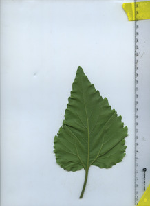 leafbottom