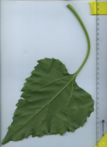 leafbottom