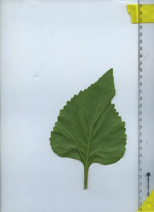 leafbottom