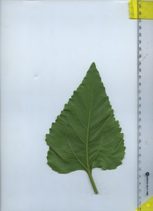 leafbottom