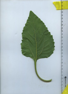 leafbottom