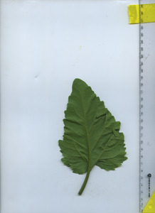 leafbottom