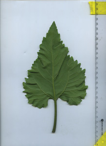 leafbottom