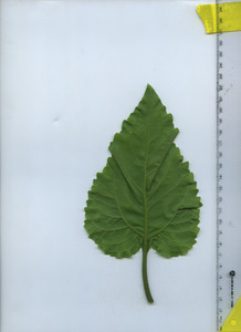 leafbottom