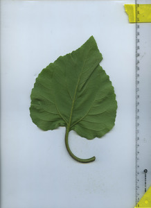 leafbottom