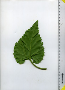 leafbottom