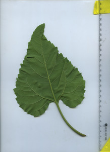 leafbottom