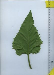 leafbottom