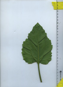 leafbottom