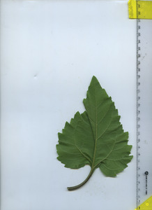 leafbottom
