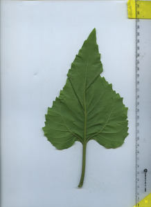 leafbottom