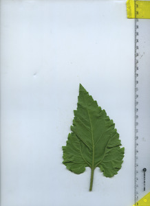leafbottom