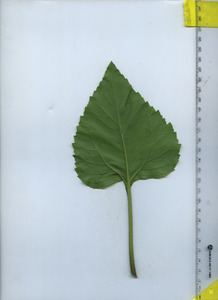 leafbottom