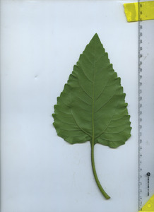 leafbottom