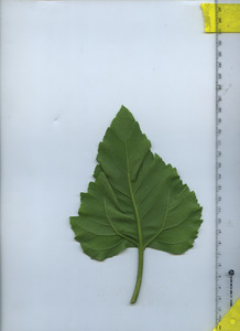 leafbottom