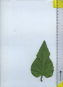 leafbottom