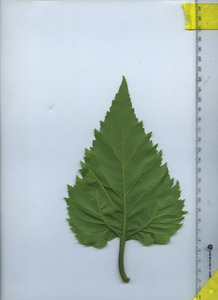 leafbottom