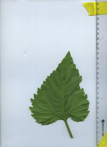 leafbottom