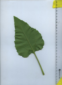 leafbottom
