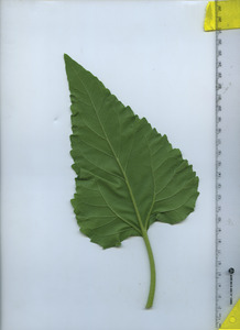 leafbottom