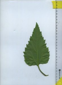 leafbottom