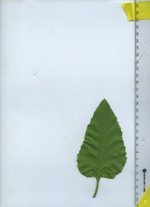 leafbottom