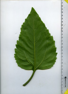 leafbottom