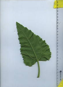 leafbottom