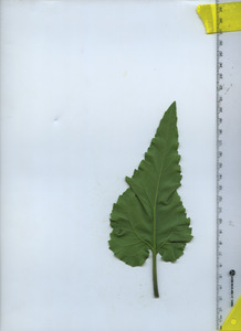 leafbottom