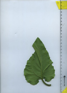 leafbottom