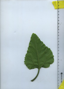 leafbottom
